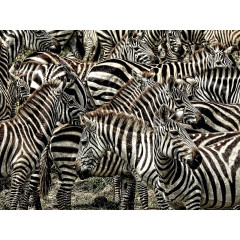 CALVENDO Puzzle CALVENDO Puzzle Zebras....schwarz- weiss streifen Пазл CALVENDO Puzzle Zebras....черно-белые полосы