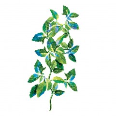 Yves Rocher Pure Menthe Klarendes Reinigungsgel  Pure Menthe очищающий очищающий гель