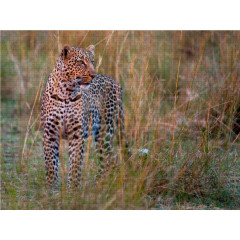 CALVENDO Puzzle CALVENDO Puzzle Leopard im Abendlicht Пазл CALVENDO Puzzle Леопард в вечернем свете