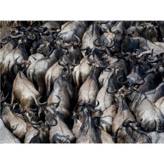 CALVENDO Puzzle CALVENDO Puzzle Emotionale Momente: Die grosse Gnuwanderung Пазл CALVENDO Puzzle Эмоциональные моменты: Великая миграция антилоп гну