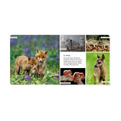 Coppenrath Verlag Meine liebsten Tierbabys Мои любимые детёныши животных