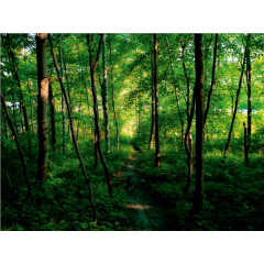 CALVENDO Puzzle CALVENDO Puzzle Waldpfad Пазл CALVENDO Пазл лесная тропинка