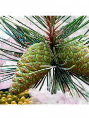 BYREDO Le Corps Gypsy Water Körperpflegeset Подарочный набор &quot;Gyrsy Water&quot; для тела: лосьон и средство для душа