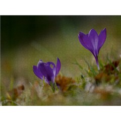 CALVENDO Puzzle CALVENDO Puzzle Krokus Пазл CALVENDO Пазл Крокус