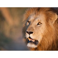 CALVENDO Puzzle CALVENDO Puzzle Emotionale Momente: Lowenkampf  Lowenliebe \/ CH-Version Пазл CALVENDO Puzzle Эмоциональные моменты: бой льва лев любовь / версия CH