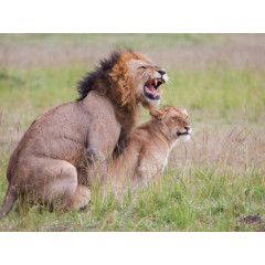 CALVENDO Puzzle CALVENDO Puzzle Die Kraft der Lowen wird beim Liebesakt deutlich. Пазл CALVENDO Puzzle Сила львов становится очевидной во время акта любви.