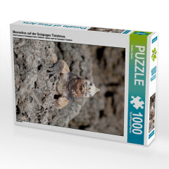 CALVENDO Puzzle CALVENDO Puzzle Meerechse auf der Galapagos Tintoteras Пазл CALVENDO Пазл морских игуан на Галапагосских Тинтотерах