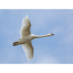 CALVENDO Puzzle CALVENDO Puzzle Fliegender Schwan Пазл CALVENDO Puzzle Летающий лебедь