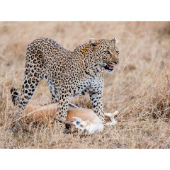 CALVENDO Puzzle CALVENDO Puzzle Emotionale Momente: Leoparden Пазл CALVENDO Puzzle Эмоциональные моменты: леопарды