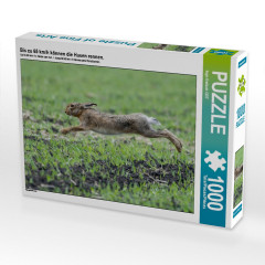 CALVENDO Puzzle CALVENDO Puzzle Bis zu 65 km\/h konnen die Hasen rennen. Головоломка CALVENDO Puzzle Кролики могут развивать скорость до 65 км/ч.