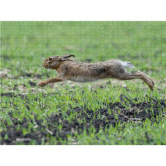 CALVENDO Puzzle CALVENDO Puzzle Bis zu 65 km\/h konnen die Hasen rennen. Головоломка CALVENDO Puzzle Кролики могут развивать скорость до 65 км/ч.