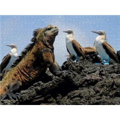 CALVENDO Puzzle CALVENDO Puzzle Meerechse  Blaufusstolpel Пазл CALVENDO Puzzle морская игуана синеногая щетина