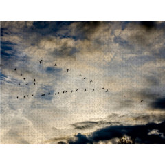 CALVENDO Puzzle CALVENDO Puzzle Cranes Пазл CALVENDO Puzzle Cranes