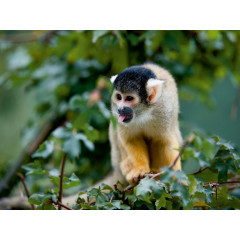 CALVENDO Puzzle CALVENDO Puzzle Totenkopfaffchen Пазл CALVENDO Puzzle Белка Обезьянка