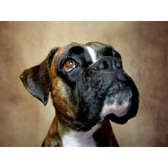 CALVENDO Puzzle CALVENDO Puzzle Nelly Пазл CALVENDO Пазл Нелли