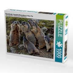 CALVENDO Puzzle CALVENDO Puzzle Rasselbande. Verspielte Murmeltiere in Saas Fee Пазл CALVENDO Пазл маленькие проказники. Игривые сурки в Саас-Фе