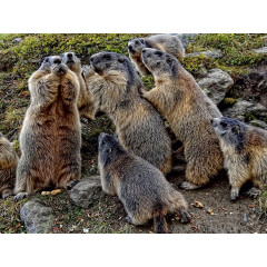 CALVENDO Puzzle CALVENDO Puzzle Rasselbande. Verspielte Murmeltiere in Saas Fee Пазл CALVENDO Пазл маленькие проказники. Игривые сурки в Саас-Фе