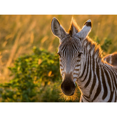CALVENDO Puzzle CALVENDO Puzzle Junges Zebra bei Sonnenaufgang in der Masai Mara in Kenia Пазл CALVENDO Puzzle Молодая зебра на рассвете в Масаи Мара в Кении